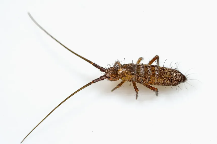 A slender brown springtail with long antennae on a white background