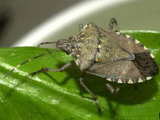 Photo: David R. Lance, USDA APHIS PPQ, CC BY 3.0 US, via Wikimedia Commons Adult brown marmorated stink bug with banded antennae and banded body edges on a leaf