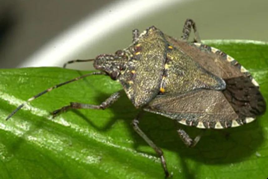 Adult brown marmorated stink bug with banded antennae and banded body edges on a leaf