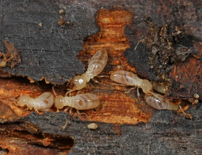 Subterranean termite workers
