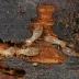 Subterranean termite workers