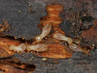 Photo: Judy Gallagher, CC BY 2.0, via Wikimedia Commons Eastern subterranean termite workers, soft and creamy white, in damp wood