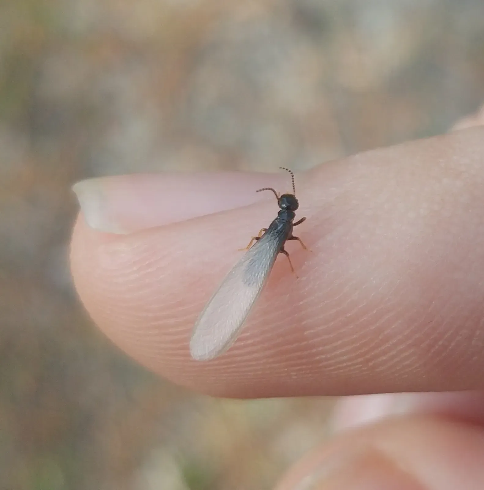 A dark termite swarmer with long, clear wings resting on a fingertip