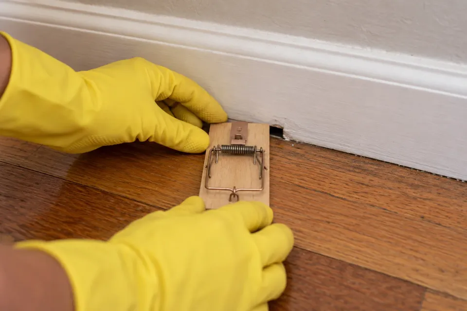 Gloved hands setting a mouse snap trap against a baseboard, the bait end touching the wall