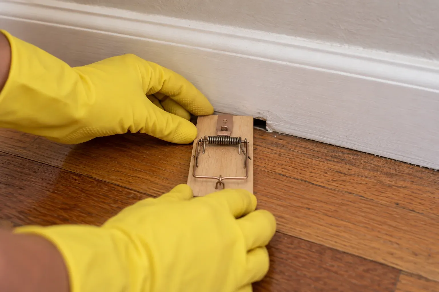 Gloved hands setting a wooden snap trap against a baseboard at home