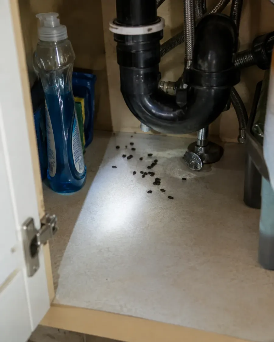 Small dark droppings on the floor of a kitchen sink cabinet