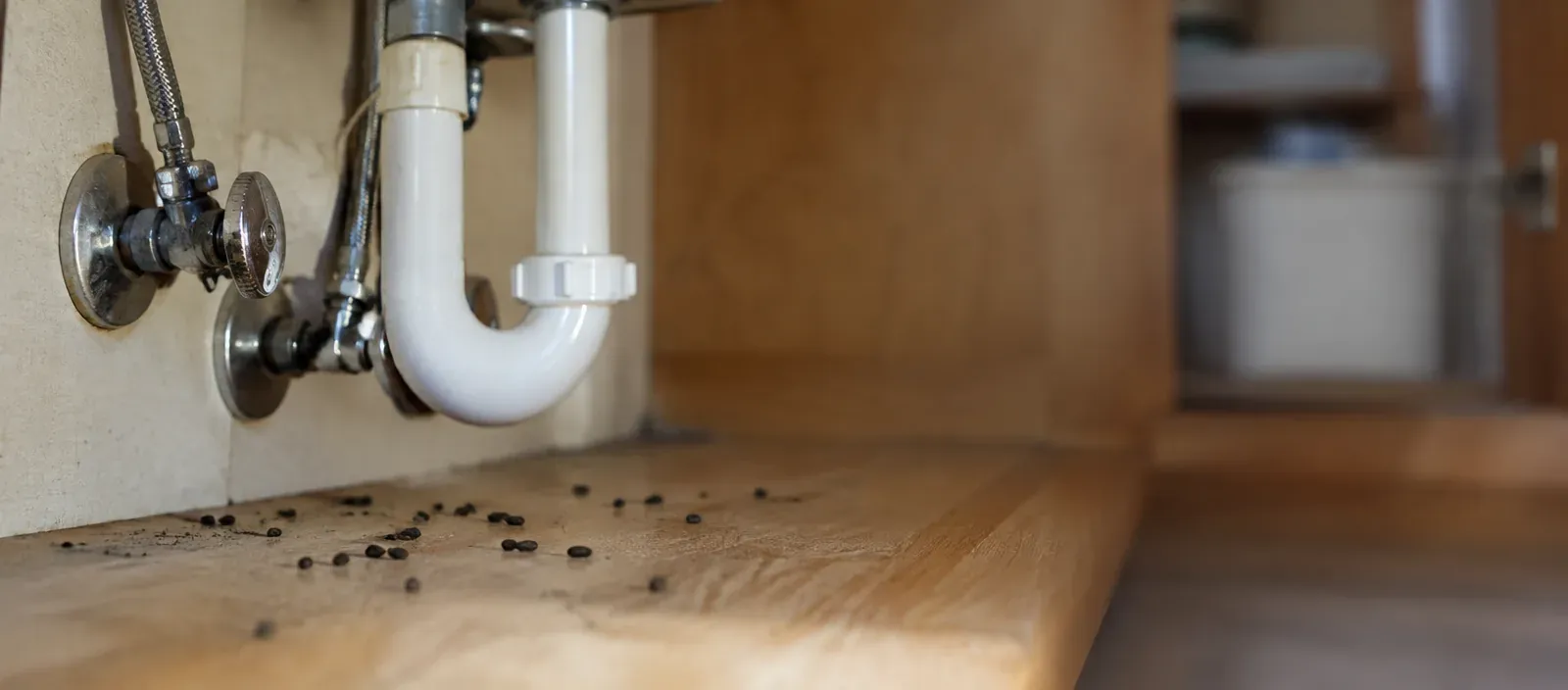 Droppings on a kitchen cabinet floor next to the pipes