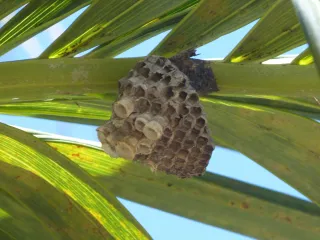 Paper wasp nest: an open gray paper comb hanging under a leaf