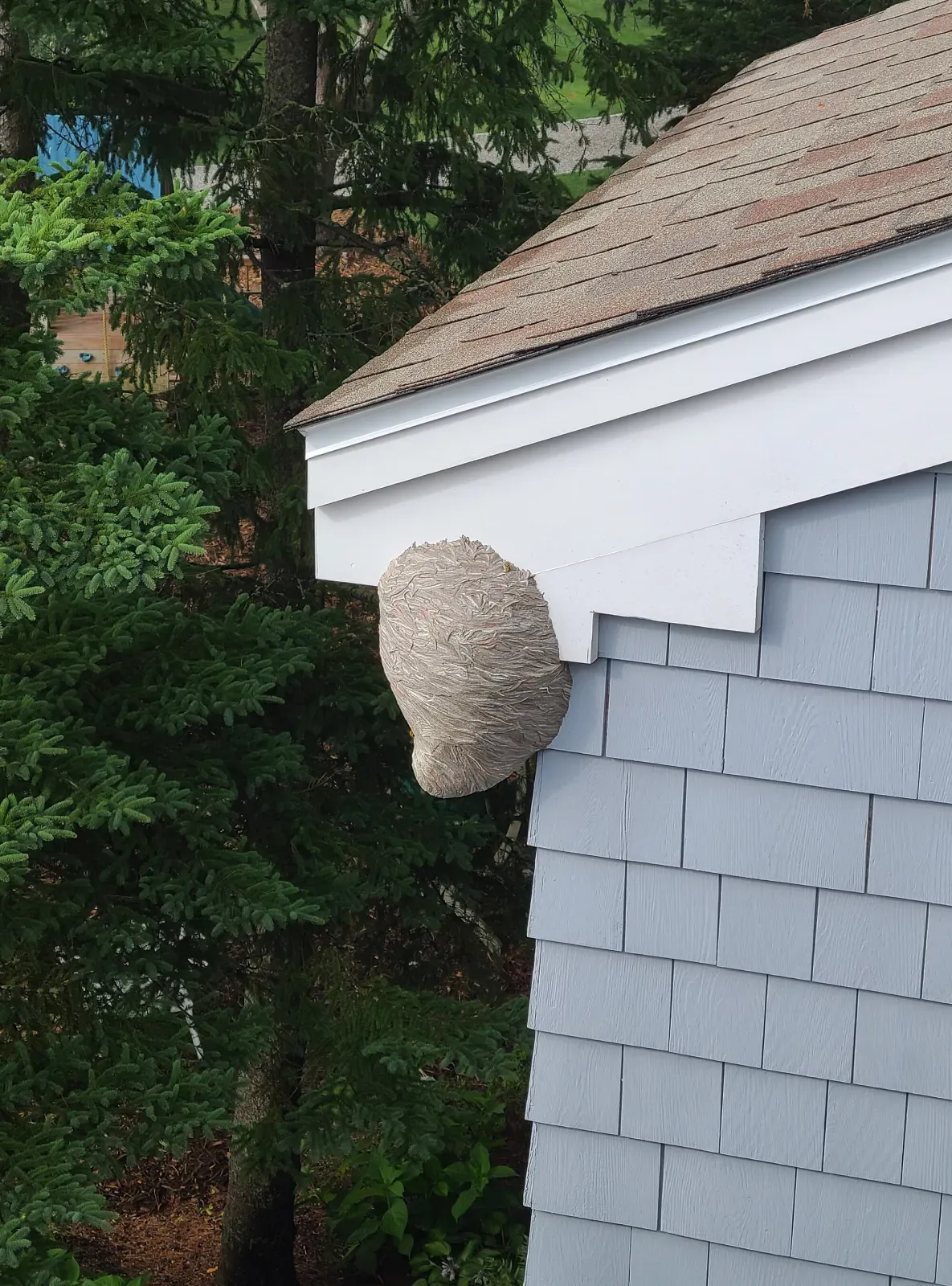 A gray, football-size paper wasp nest hanging under the eave of a house with blue siding