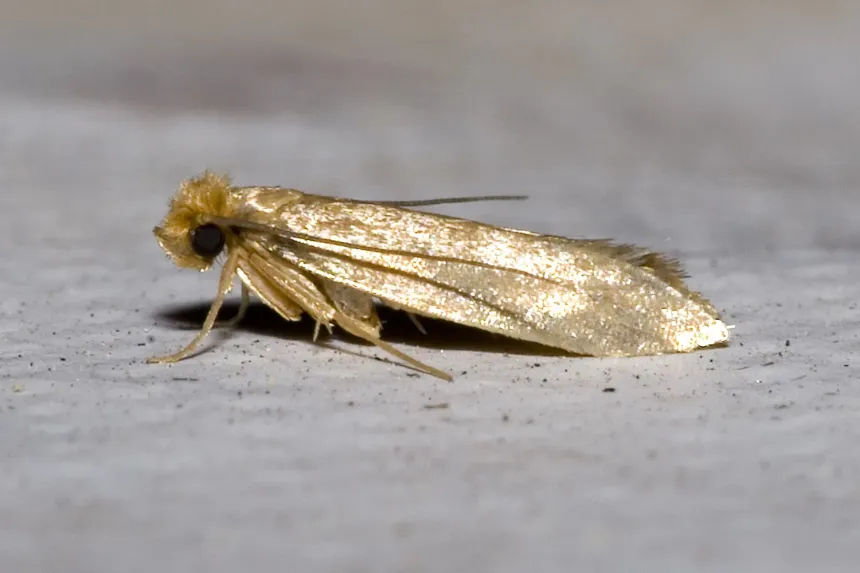 A small golden-tan webbing clothes moth resting on a gray surface