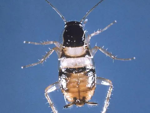 A brown-banded cockroach nymph seen from above, dark with two pale bands across its body, on a blue background