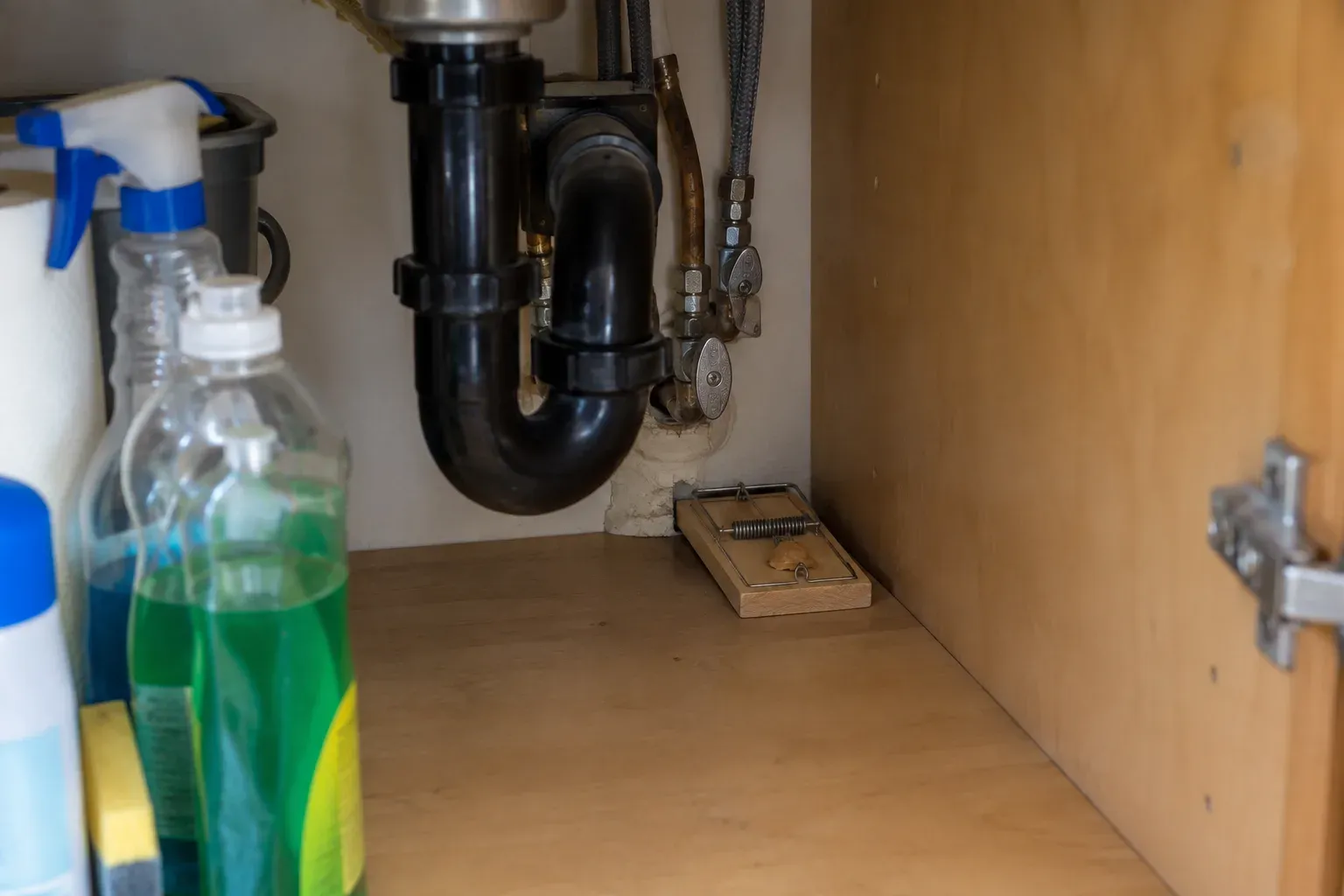 Inside an open under-sink cabinet, a wooden snap trap sits on the cabinet floor against the back wall, next to the drain and water pipes
