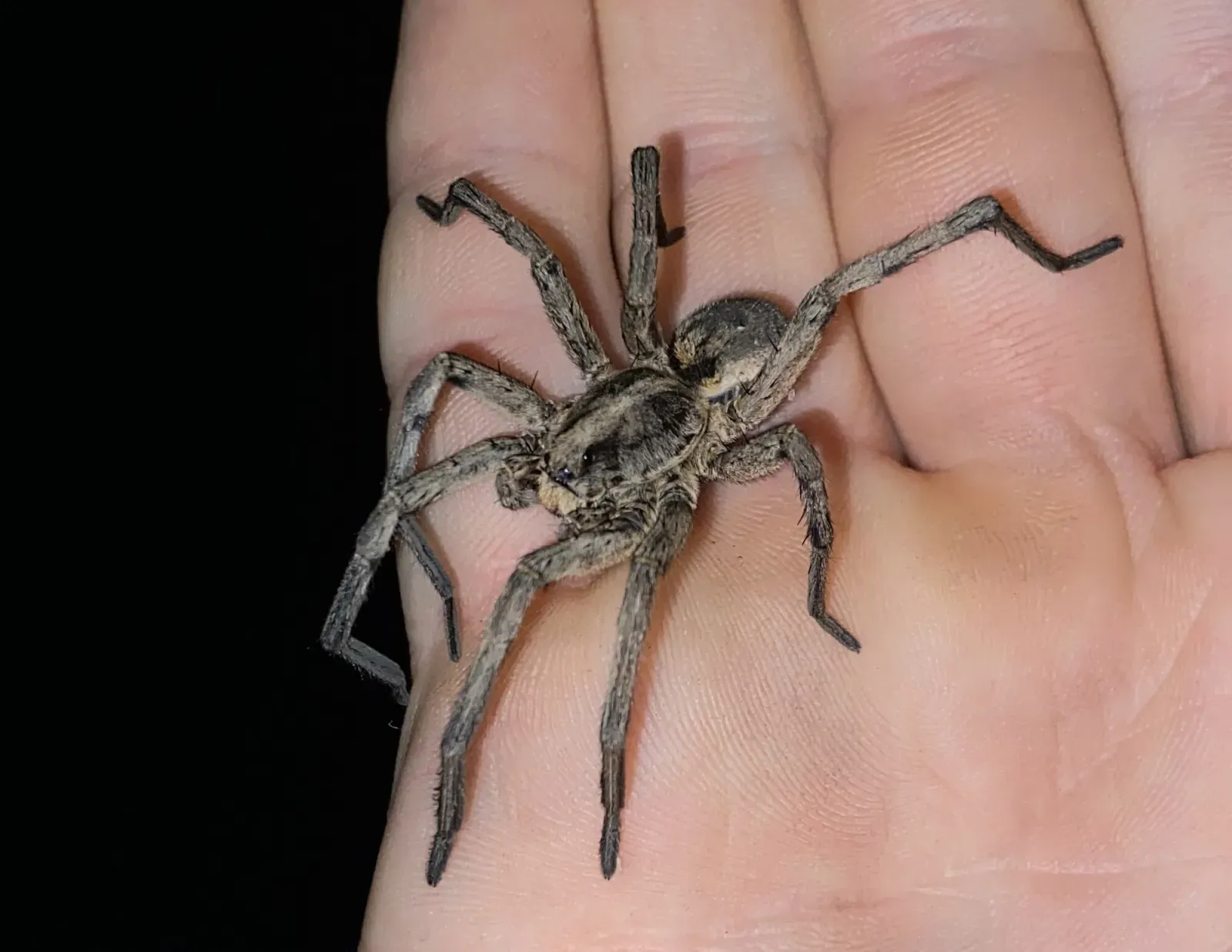 A large brown wolf spider sitting on the palm of an open hand