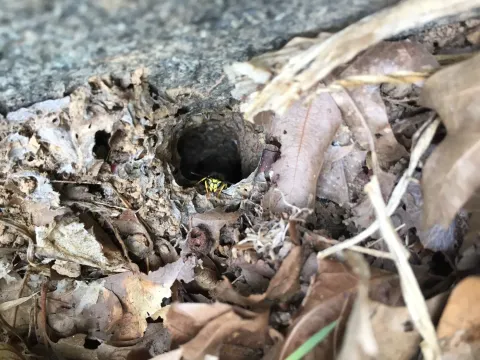 A yellowjacket standing guard at a small hole in the ground among dry leaves