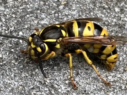 A yellowjacket with bright yellow and black bands standing on pavement